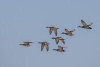 Velavadar Blackbuck National Park